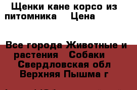 Щенки кане корсо из  питомника! › Цена ­ 65 000 - Все города Животные и растения » Собаки   . Свердловская обл.,Верхняя Пышма г.